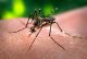 a female aedes aegypti mosquito distinguised by the white bands on its legs photo reuters