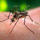 a female aedes aegypti mosquito distinguised by the white bands on its legs photo reuters